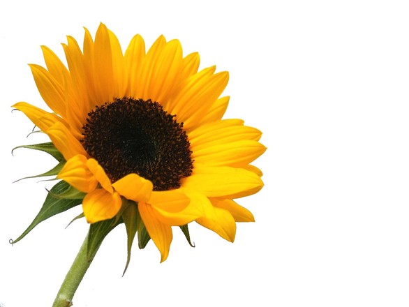 sunflower-1398758