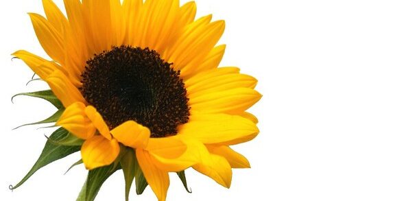 sunflower-1398758